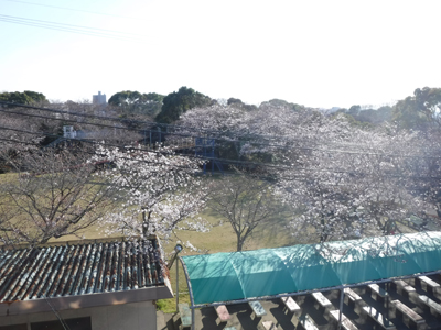 20170404桜の開花情報